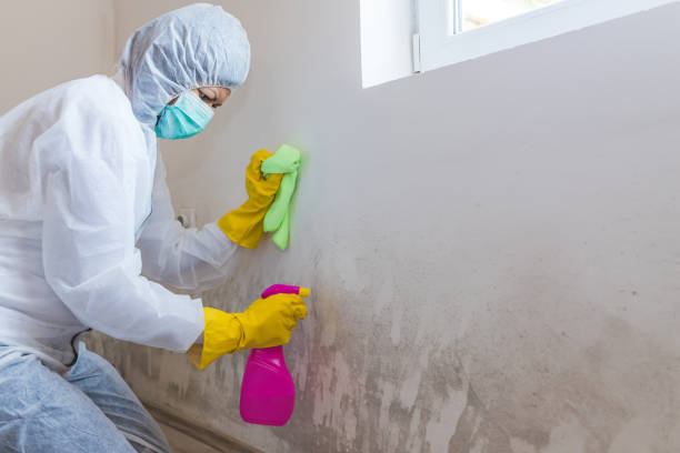 Trusted Nikiski, AK Mold Removal & Remediation Experts